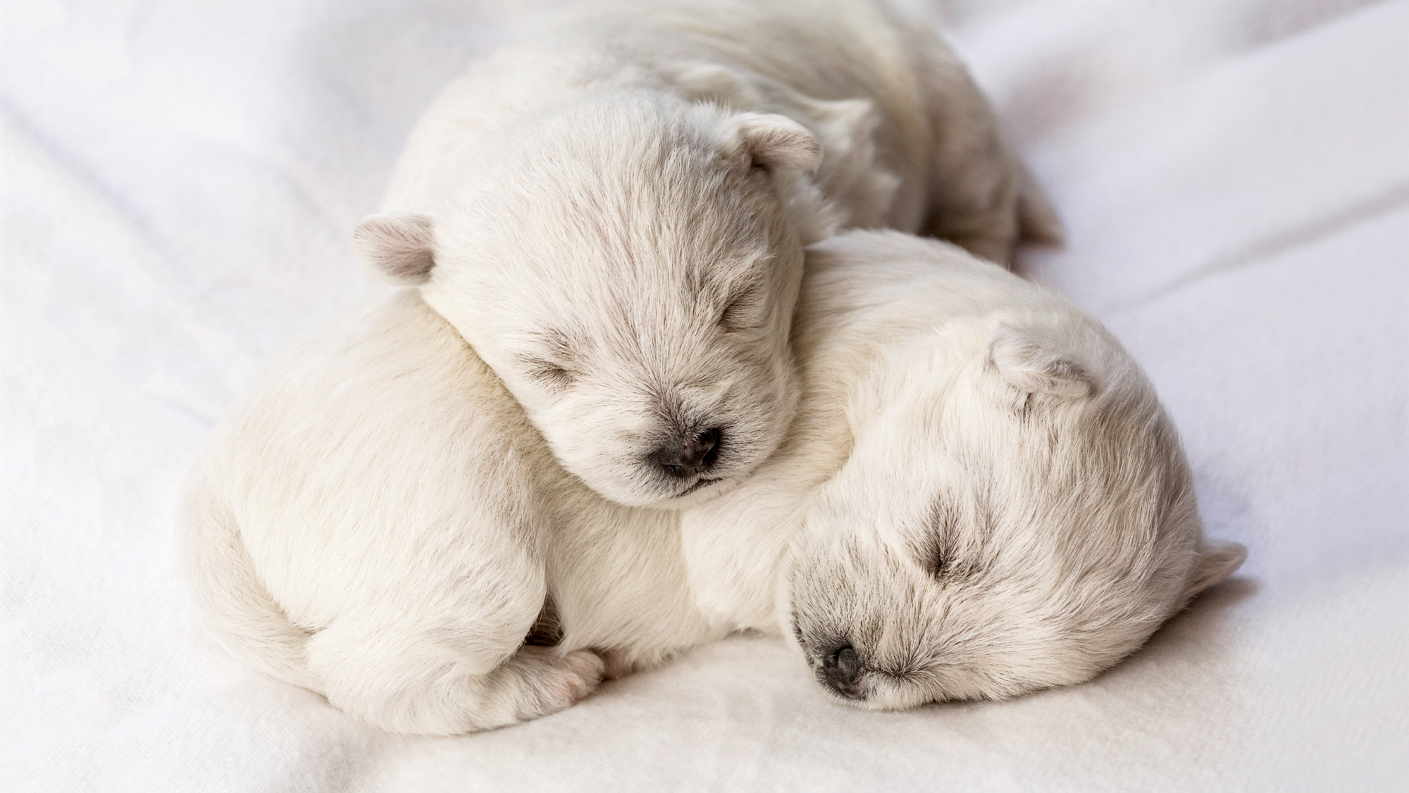 Cachorros neonatos durmiendo