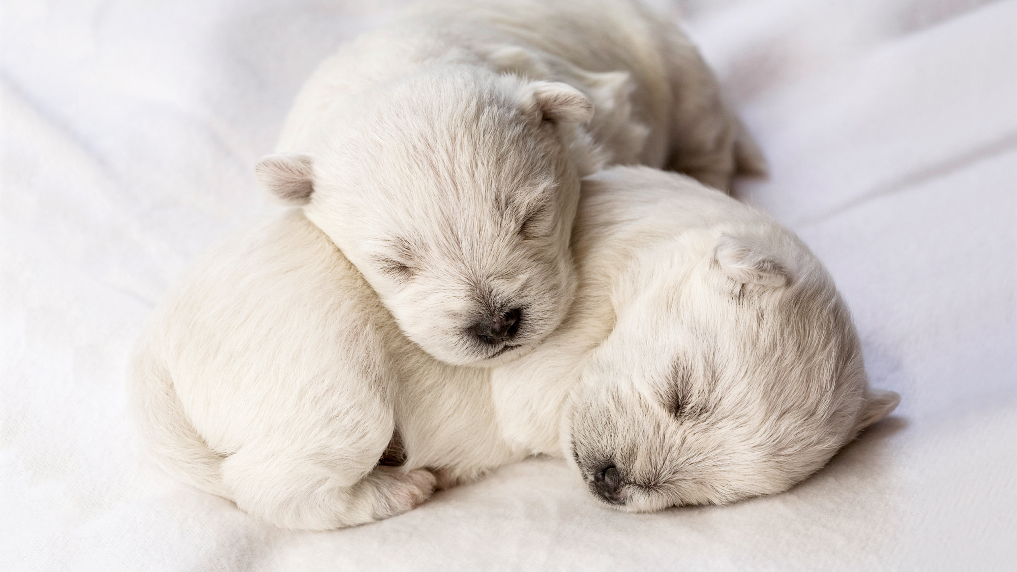 Anak anjing yang baru lahir sedang tidur