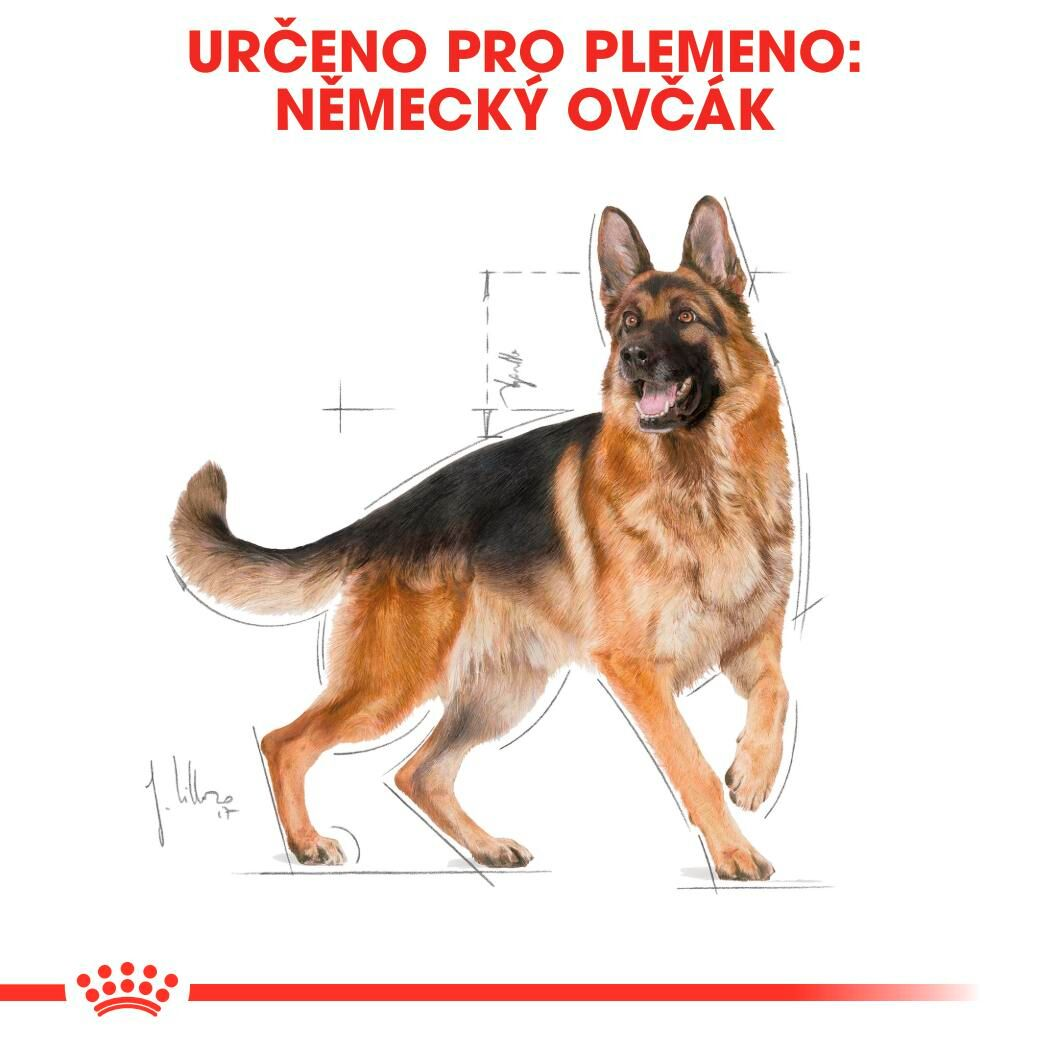 GERMAN SHEPHERD Adult