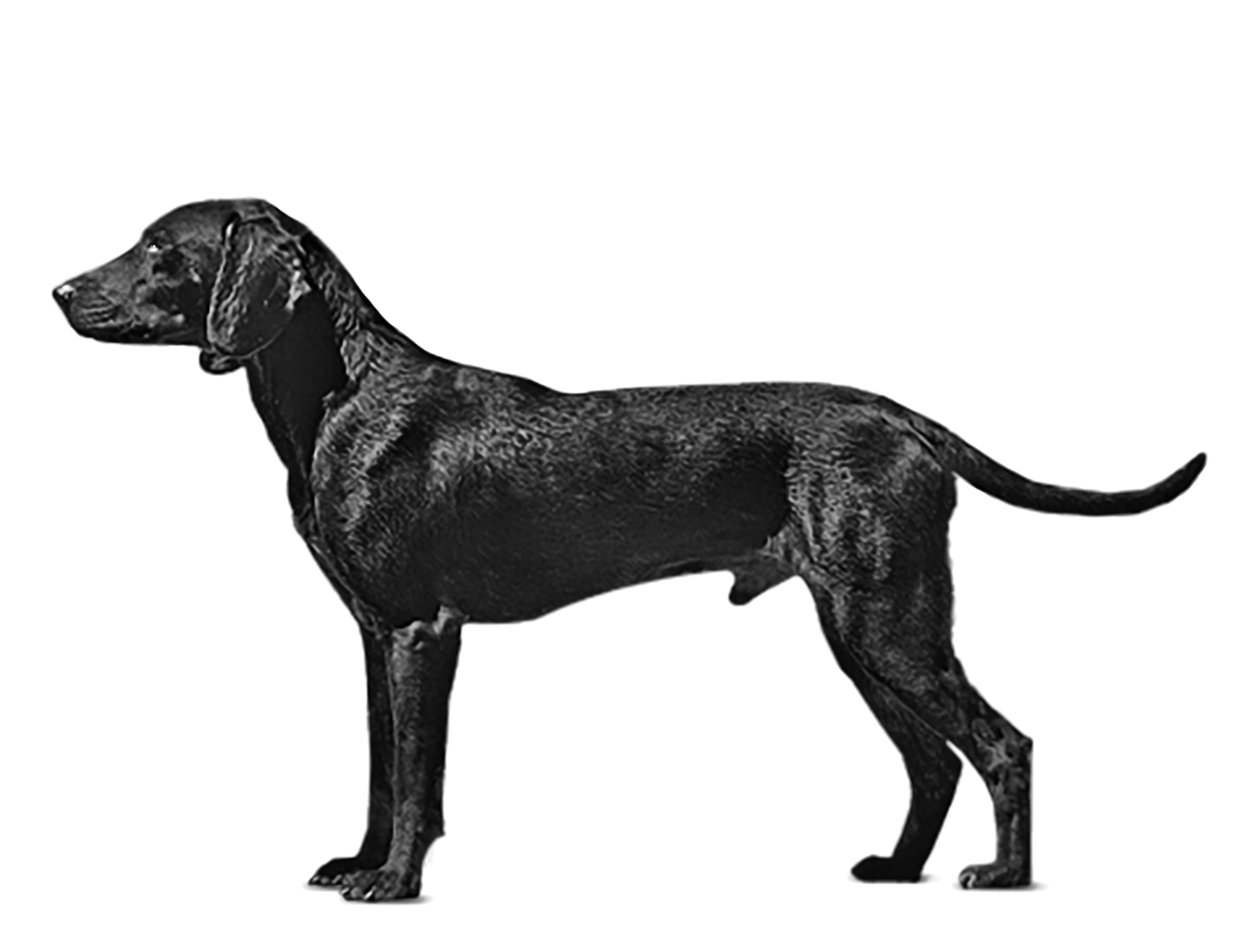 Montenegrin Mountain Hound adult black and white