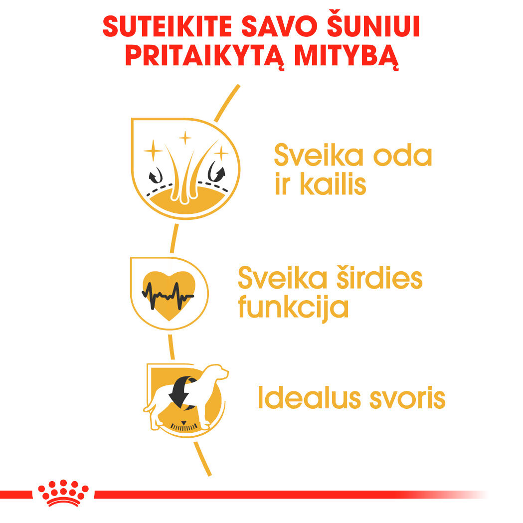 Golden Retriever Adult