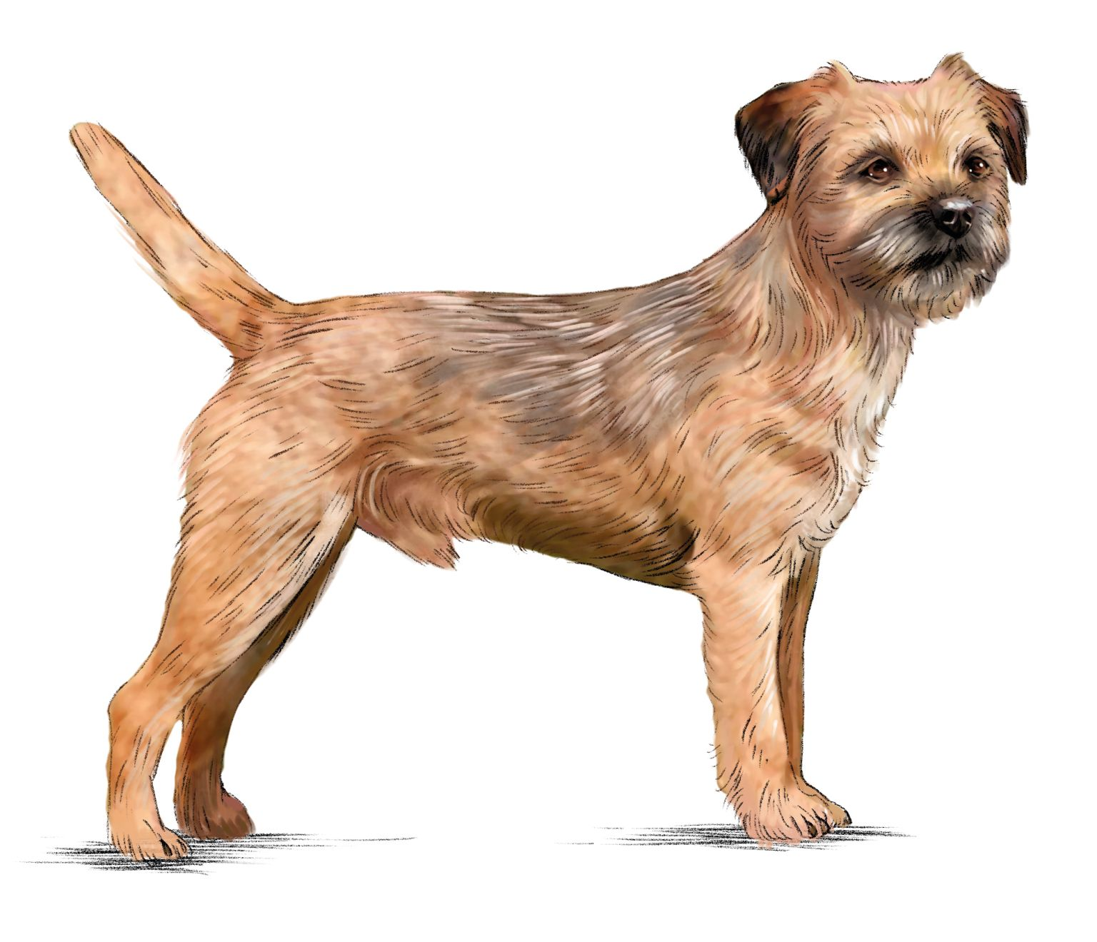 Ilustración de un Border Terrier