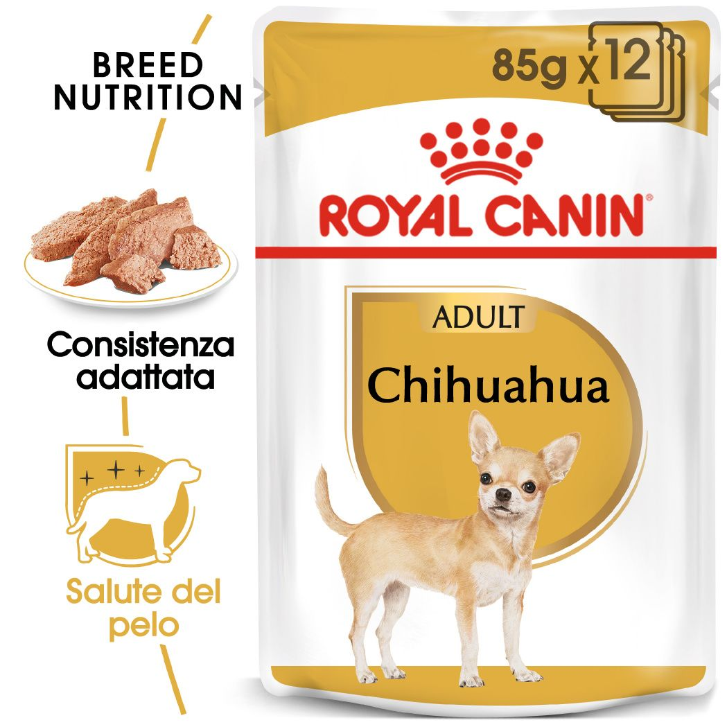 Chihuahua