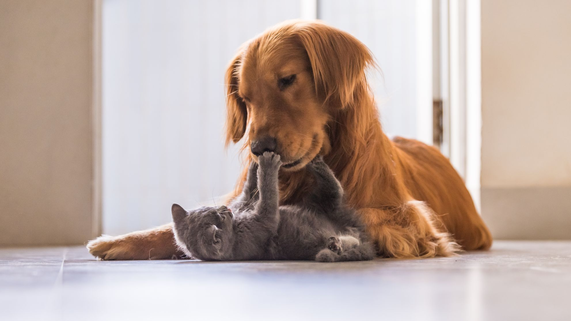 Golden retrievers et british shorthair jouant ensemble
