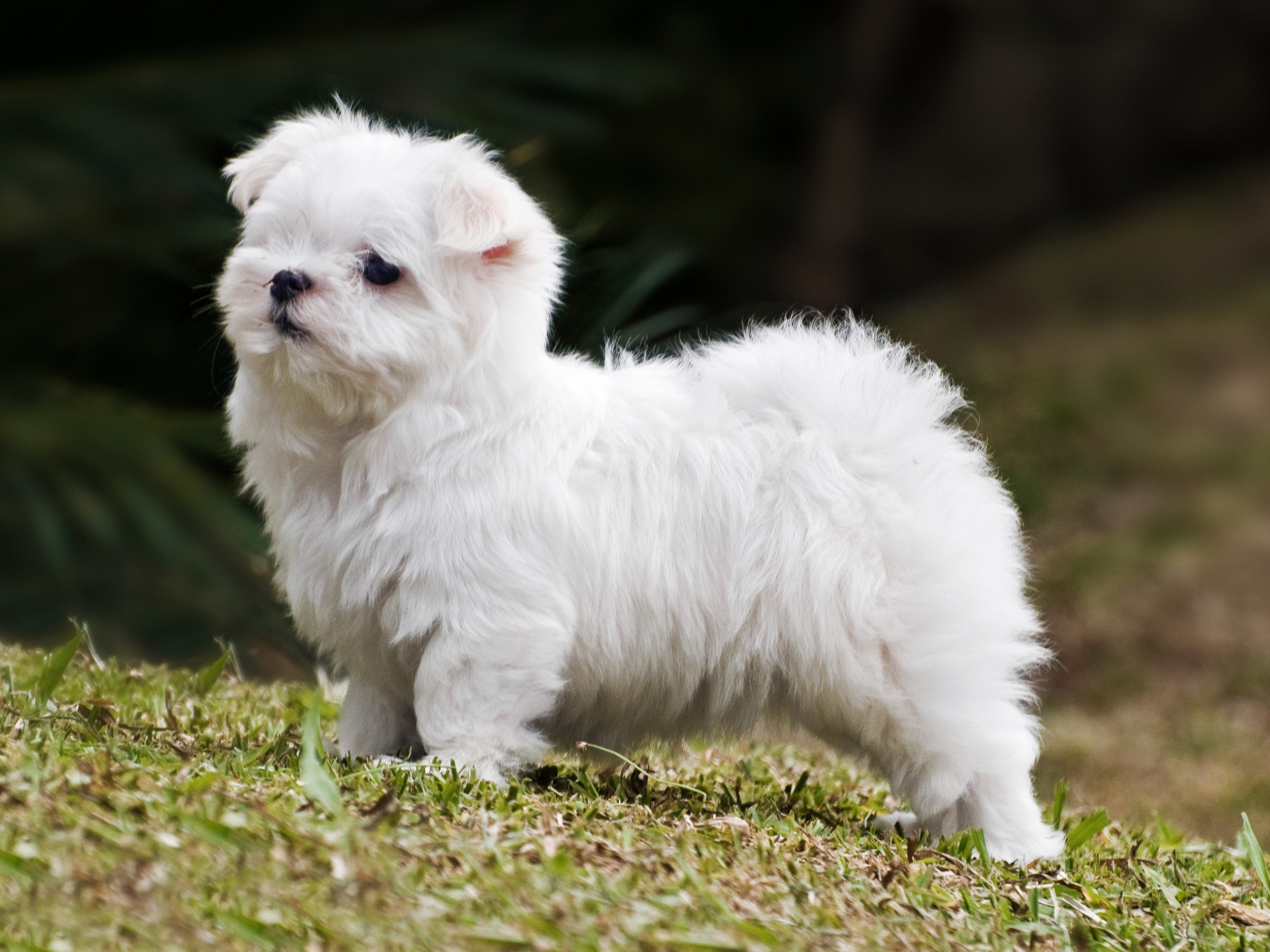 royal canin puppy maltese