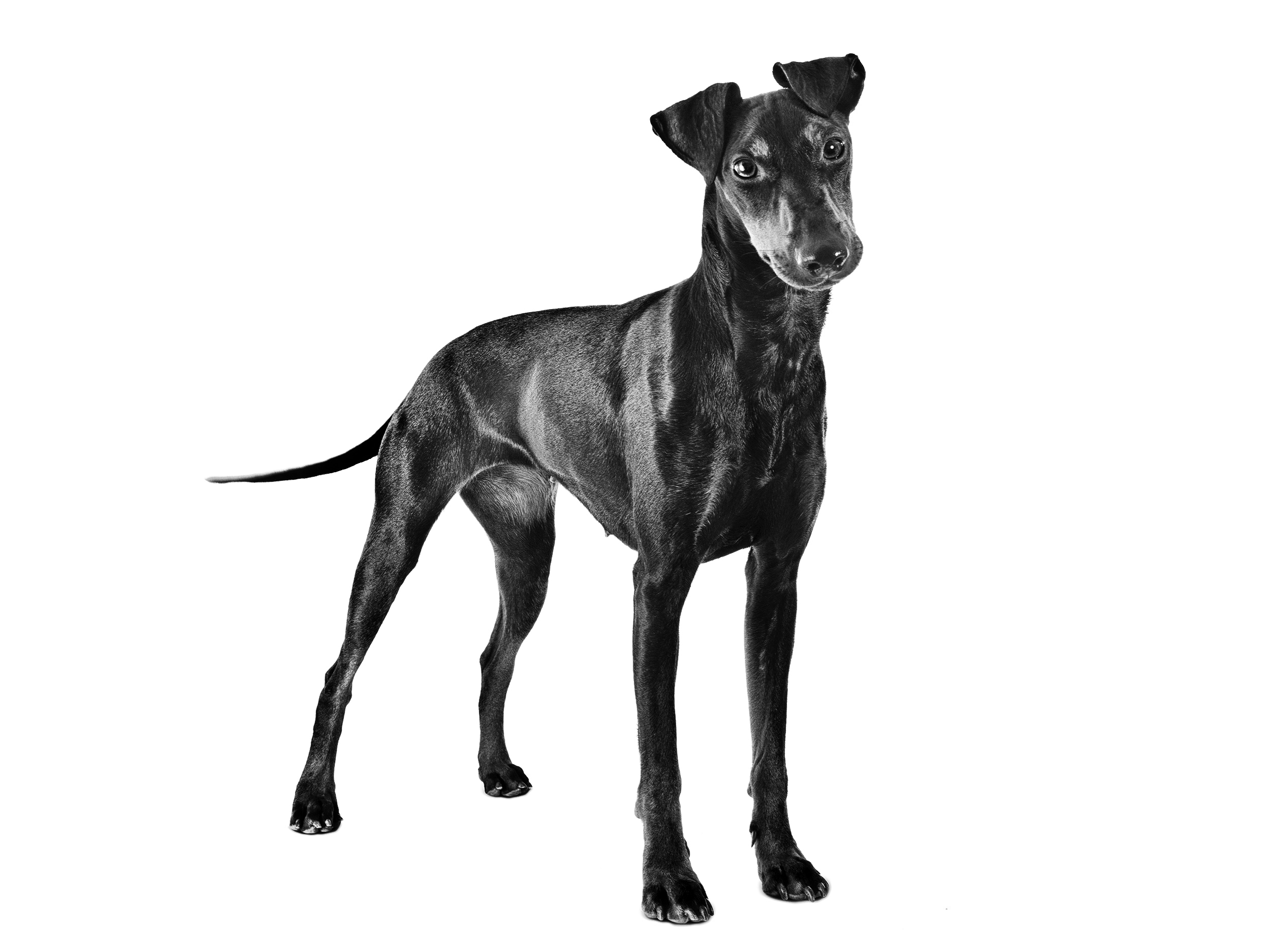 Manchester Terrier adulto in bianco e nero