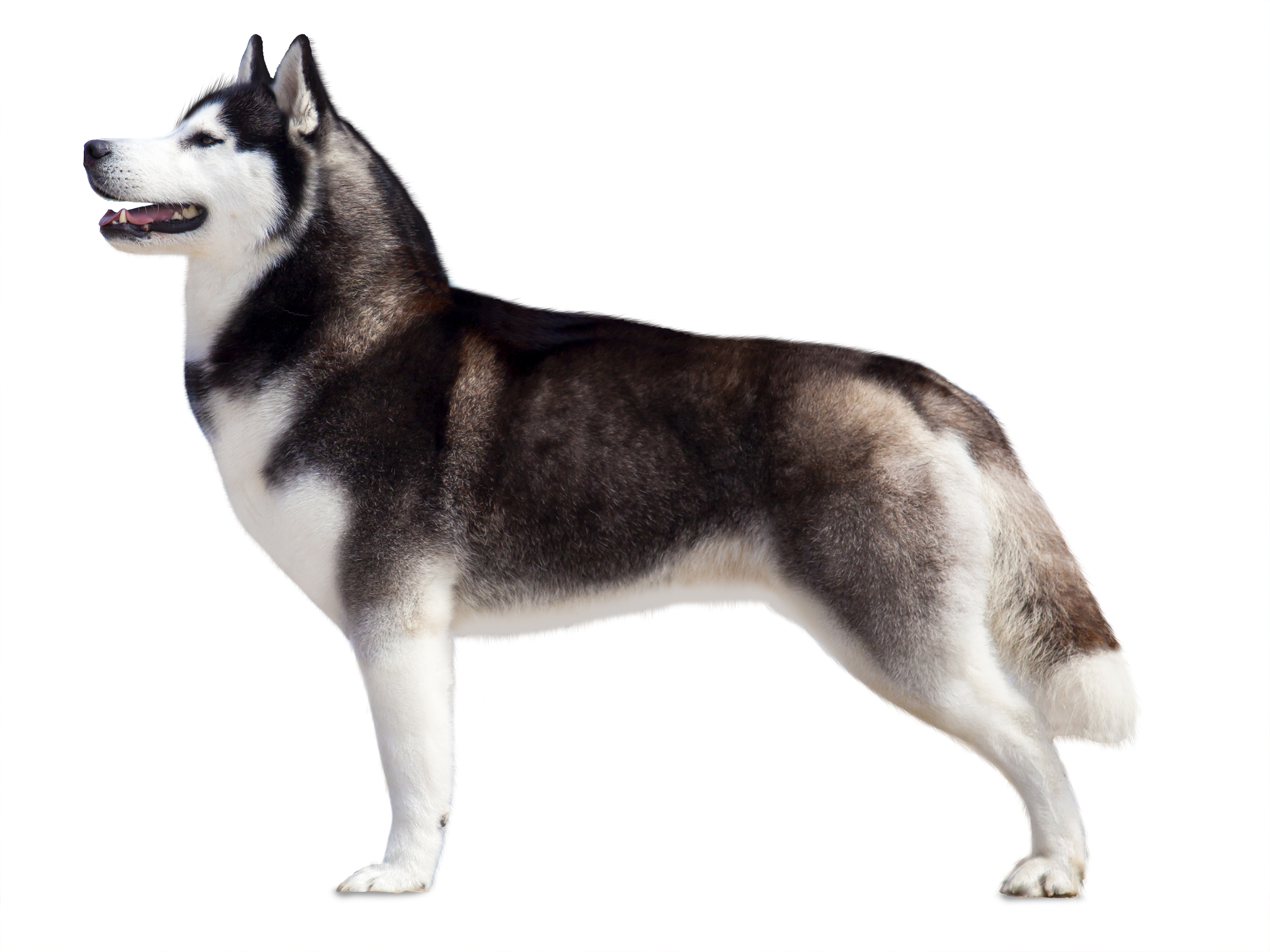 black and white Siberian Husky adult