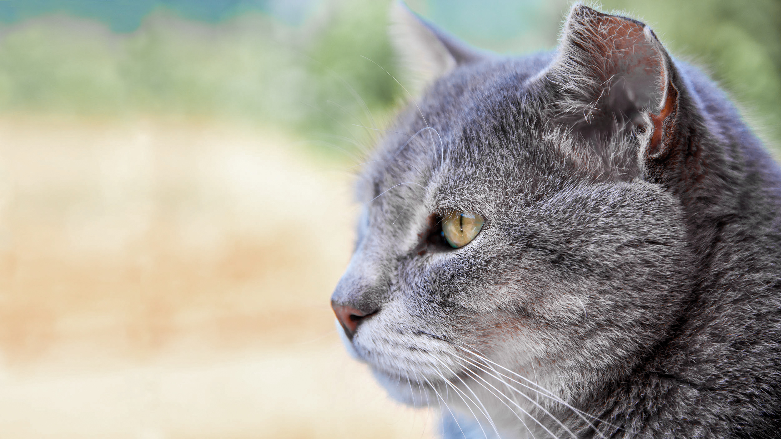 Eine ältere graue Katze sitzt im Freien. Es ist nur ihr Kopf im Bild, der Hintergrund ist unscharf.