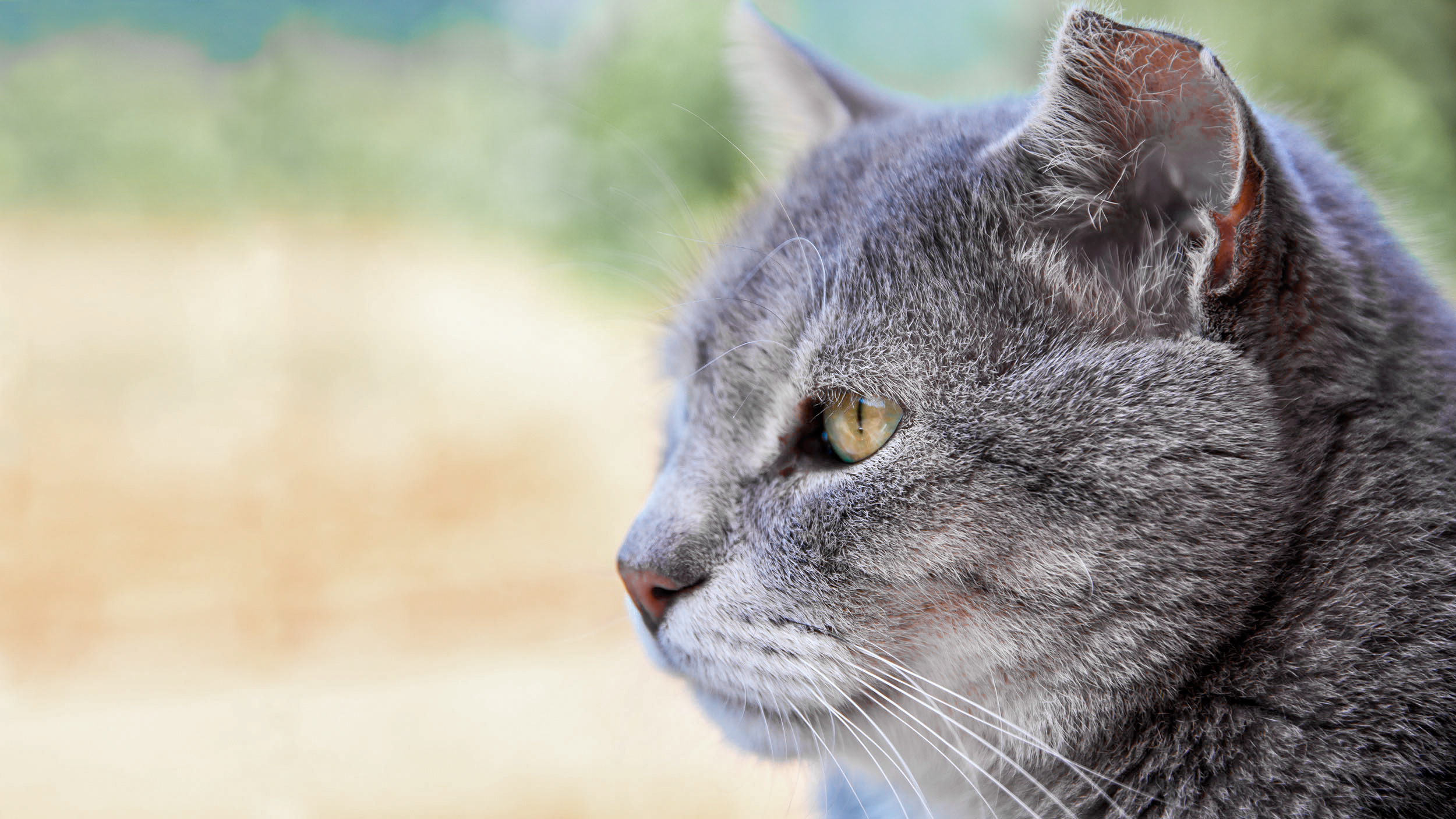 Gato de edad avanzada sentado al aire libre.