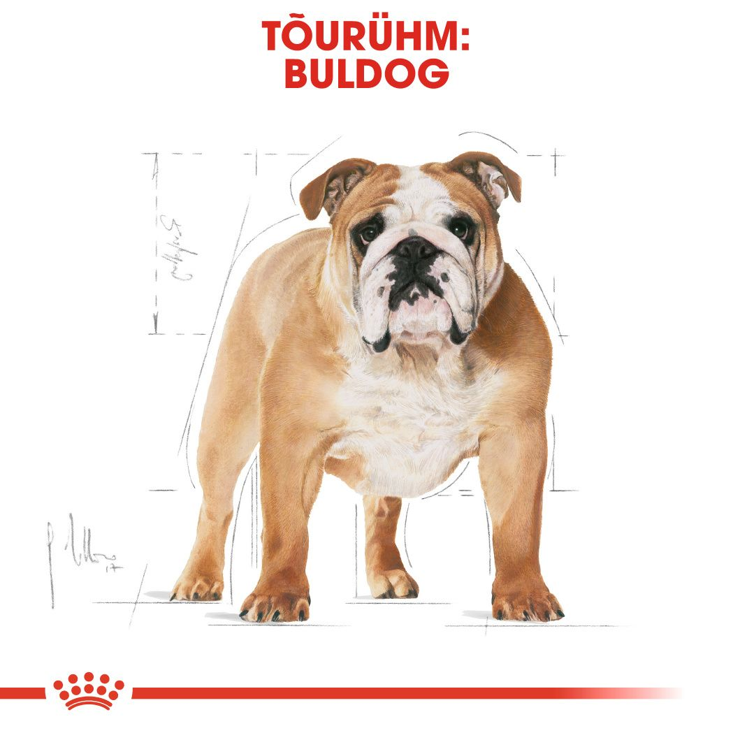 Royal Canin Bulldog Adult kuivtoit