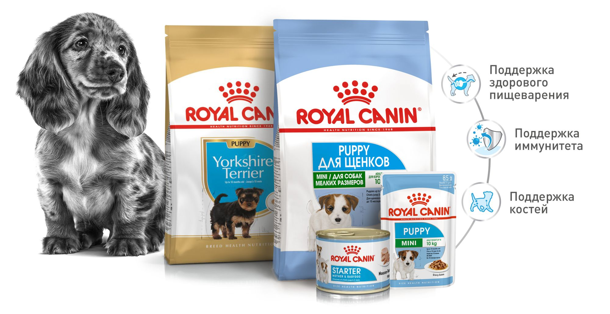 Razvitie Shenka I Uhod Za Nim Royal Canin