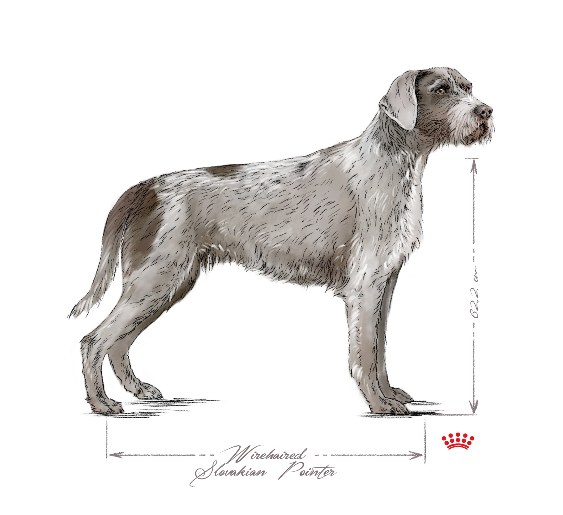 Wirehaired Slovakian Pointer adult black and white