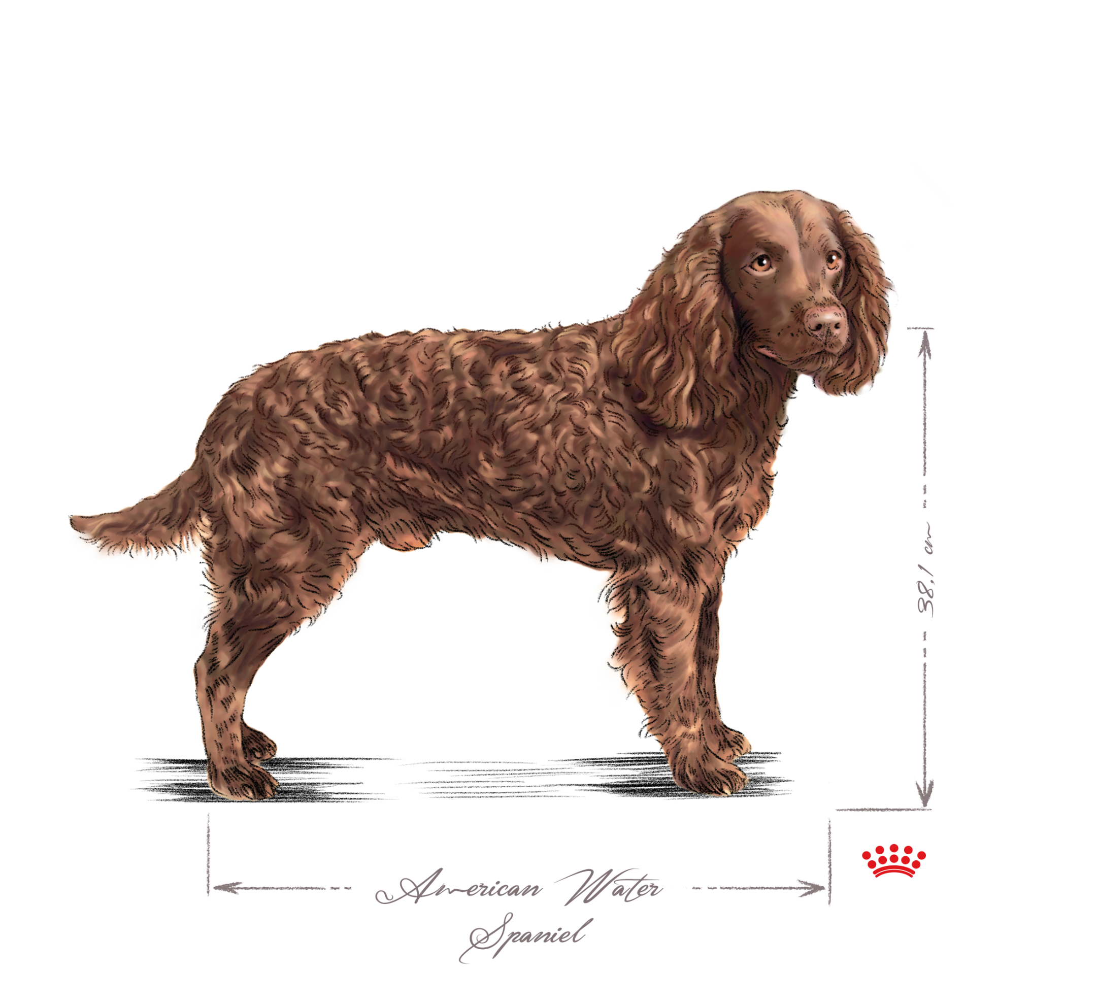 American Water Spaniel black and white