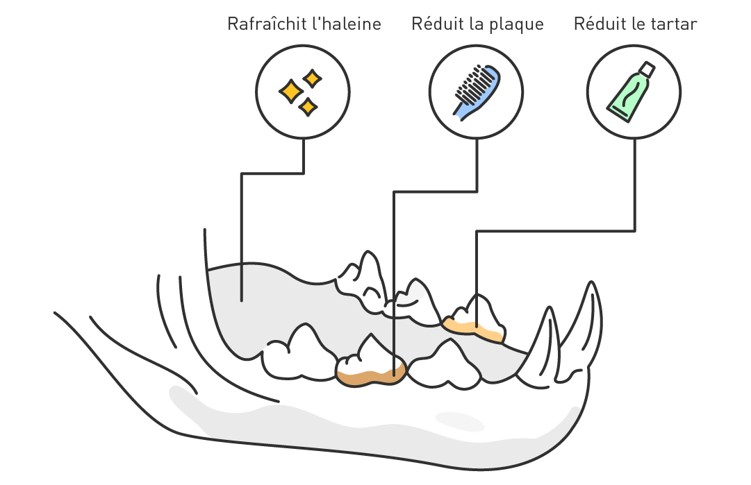 Illustration of a cat's jaw