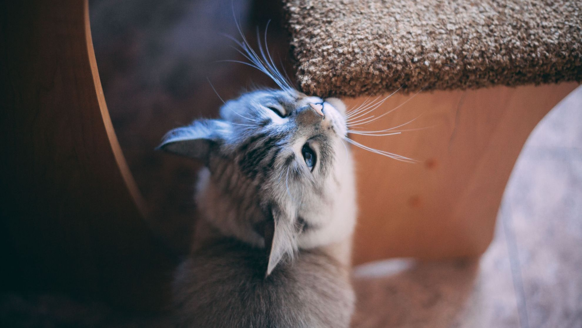 chat frottant son museau sur le bord de la chaise