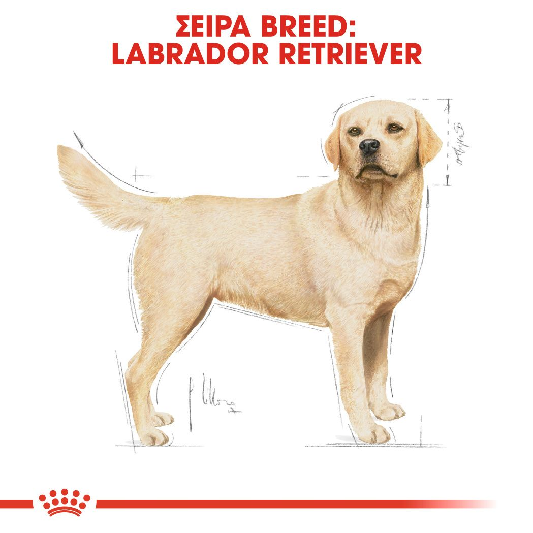 Labrador Retriever Adult