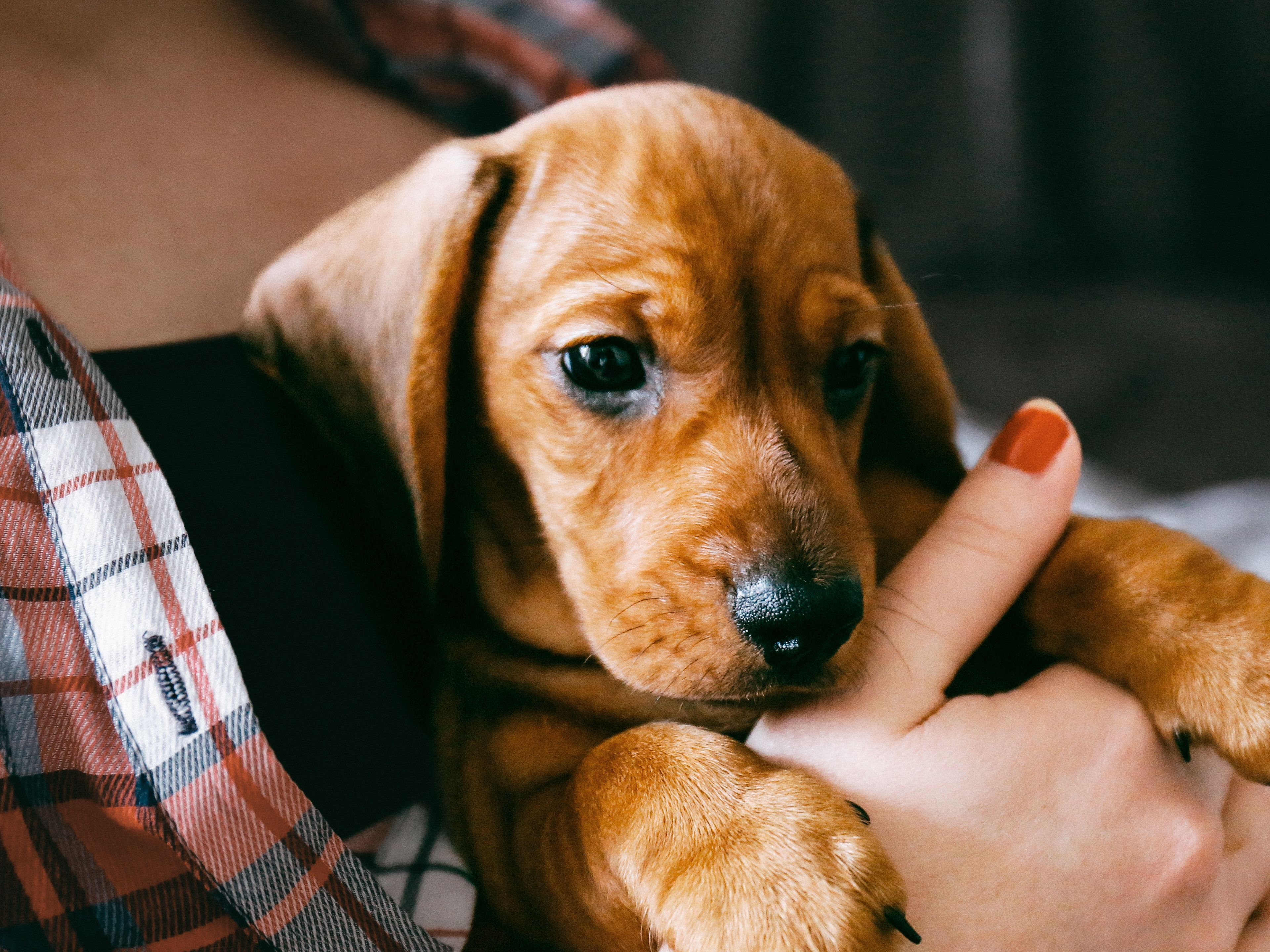 Dachshund puppy being held by owner
