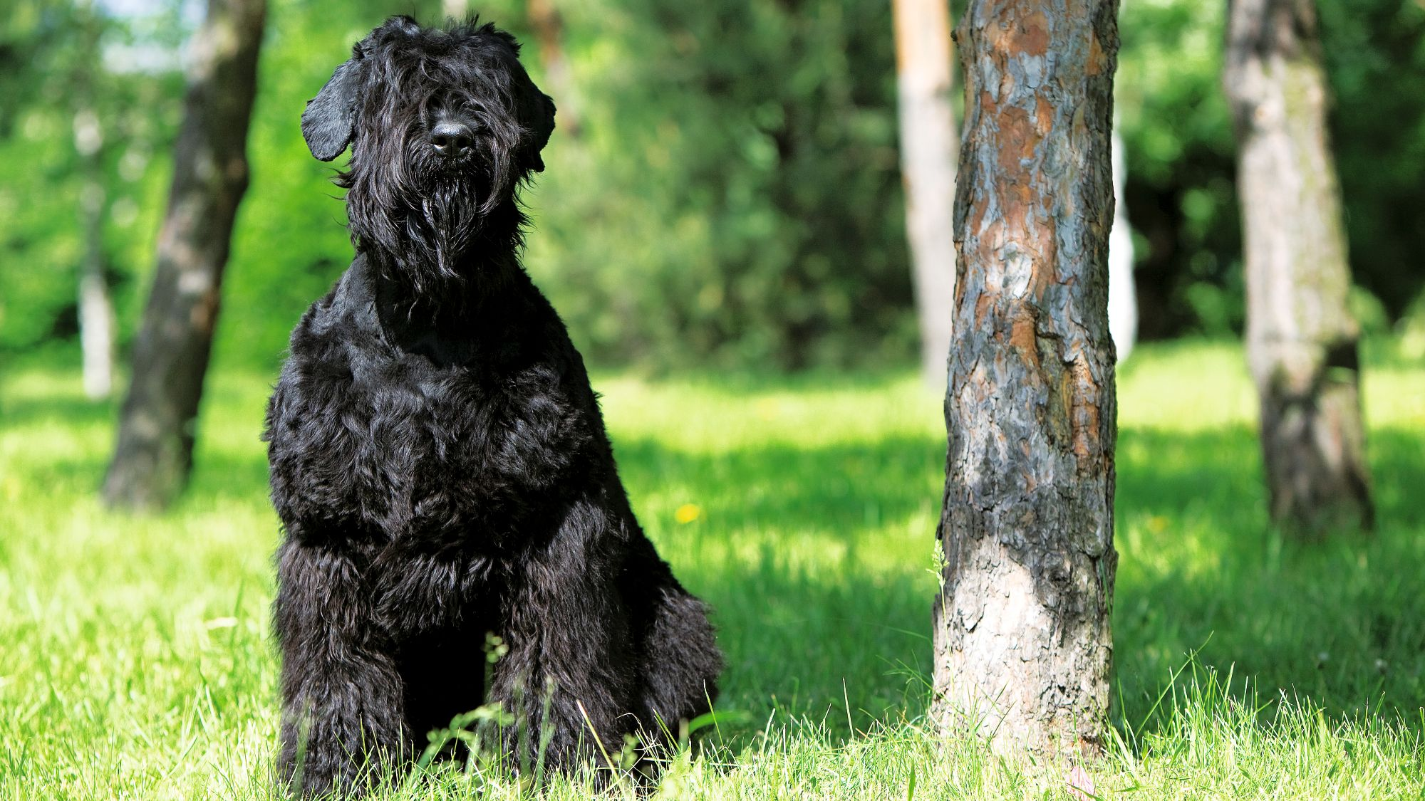 Black Russian Terrier sitting next to a tree