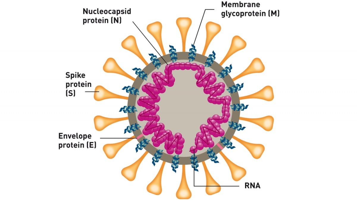 Feline Infektiöse Peritonitis