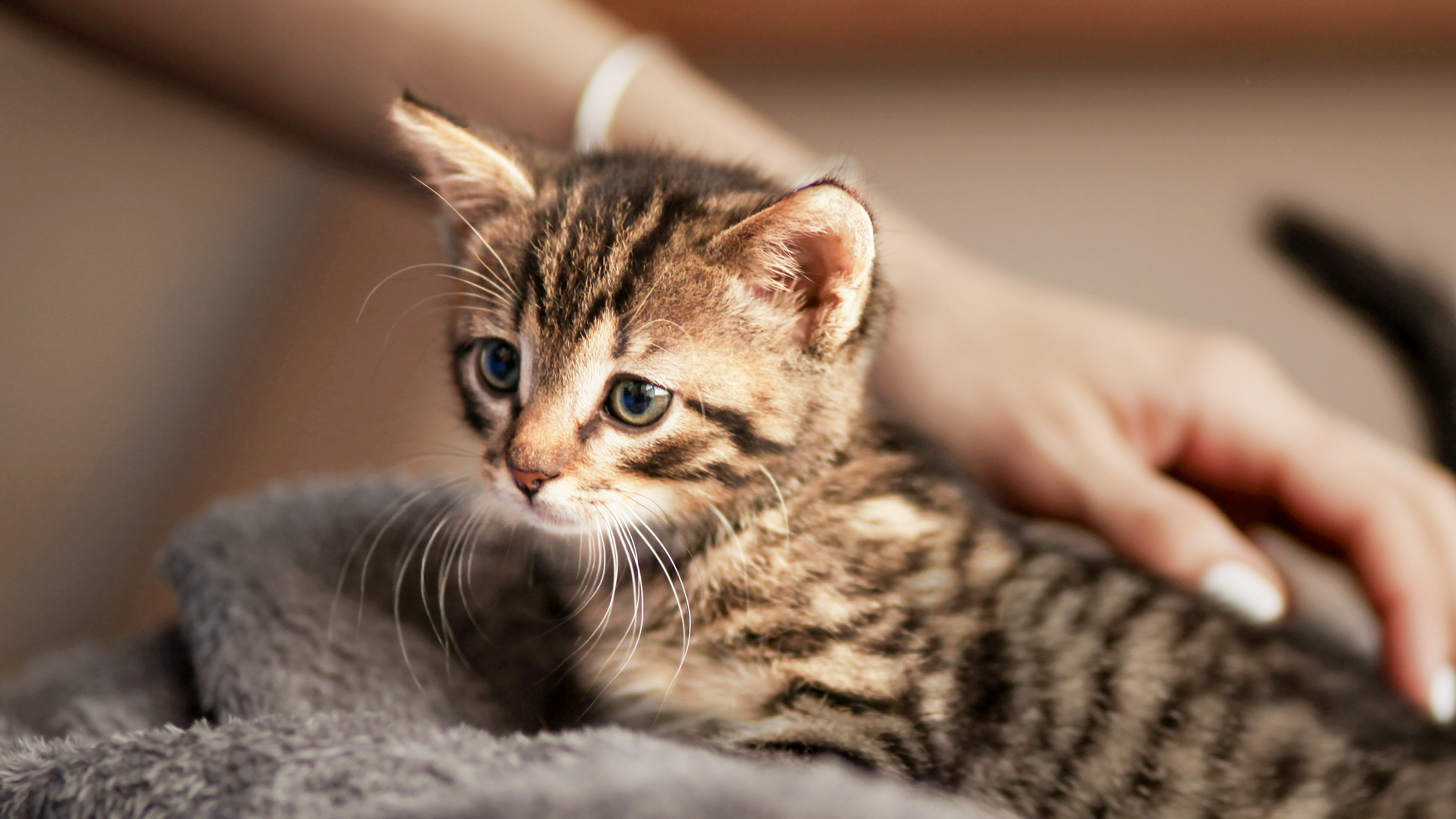Bengal kitten sitting on a gray blanket being stroked by owner