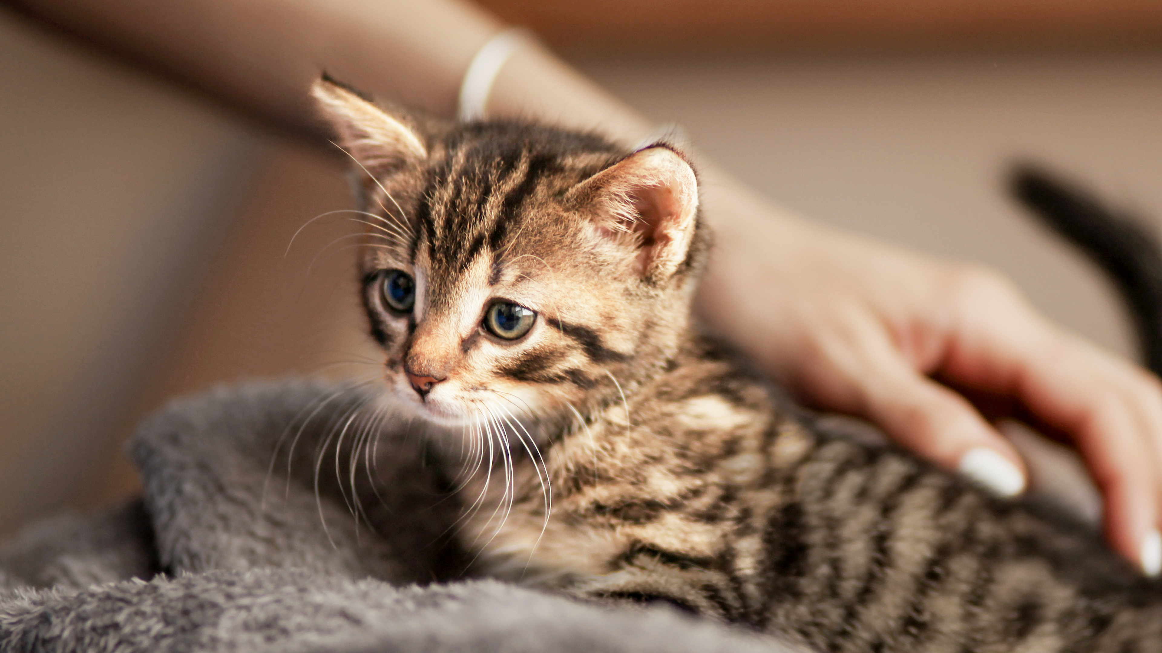 Gatinho Bengal sentado num cobertor cinzento a ser acariciado pelo tutor