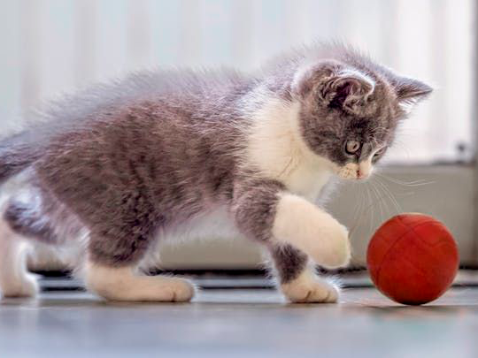 Gatito jugando con una pelota roja