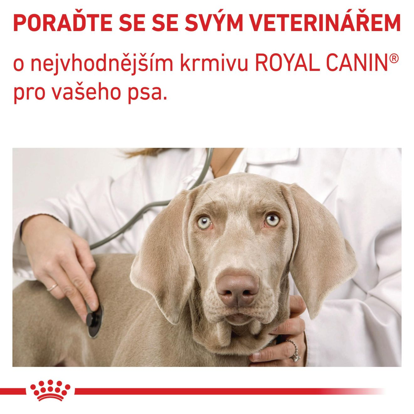 VHN Neutered adult medium dog
