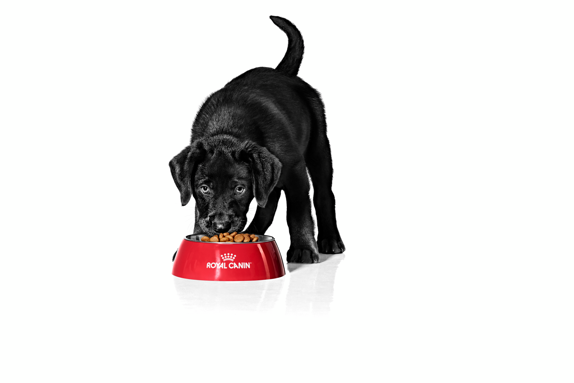 Labrador puppy black and white eating from red bowl