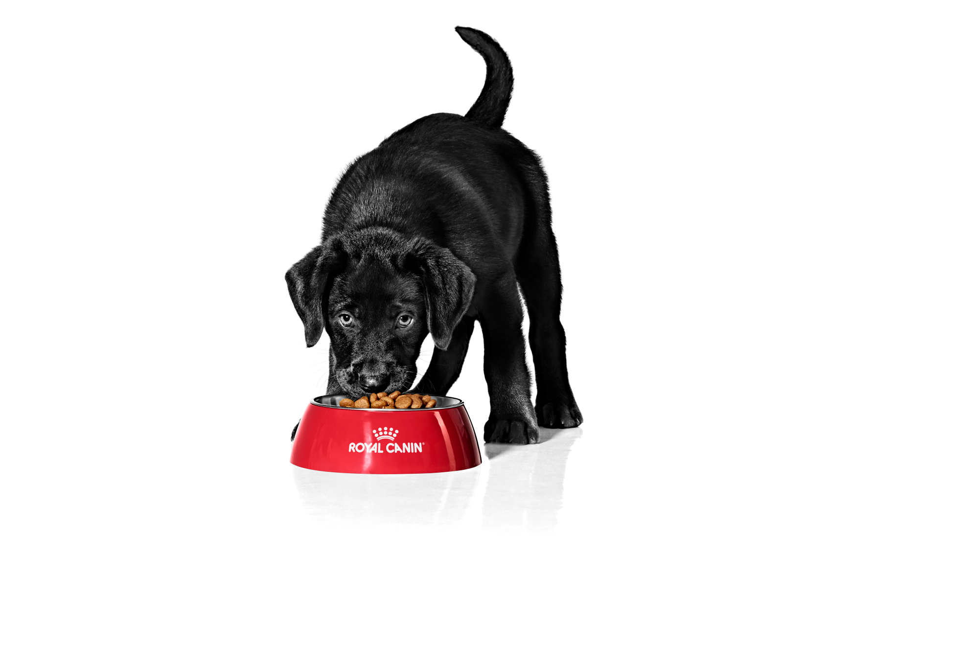 Royal canin labrador sales puppy feeding guide