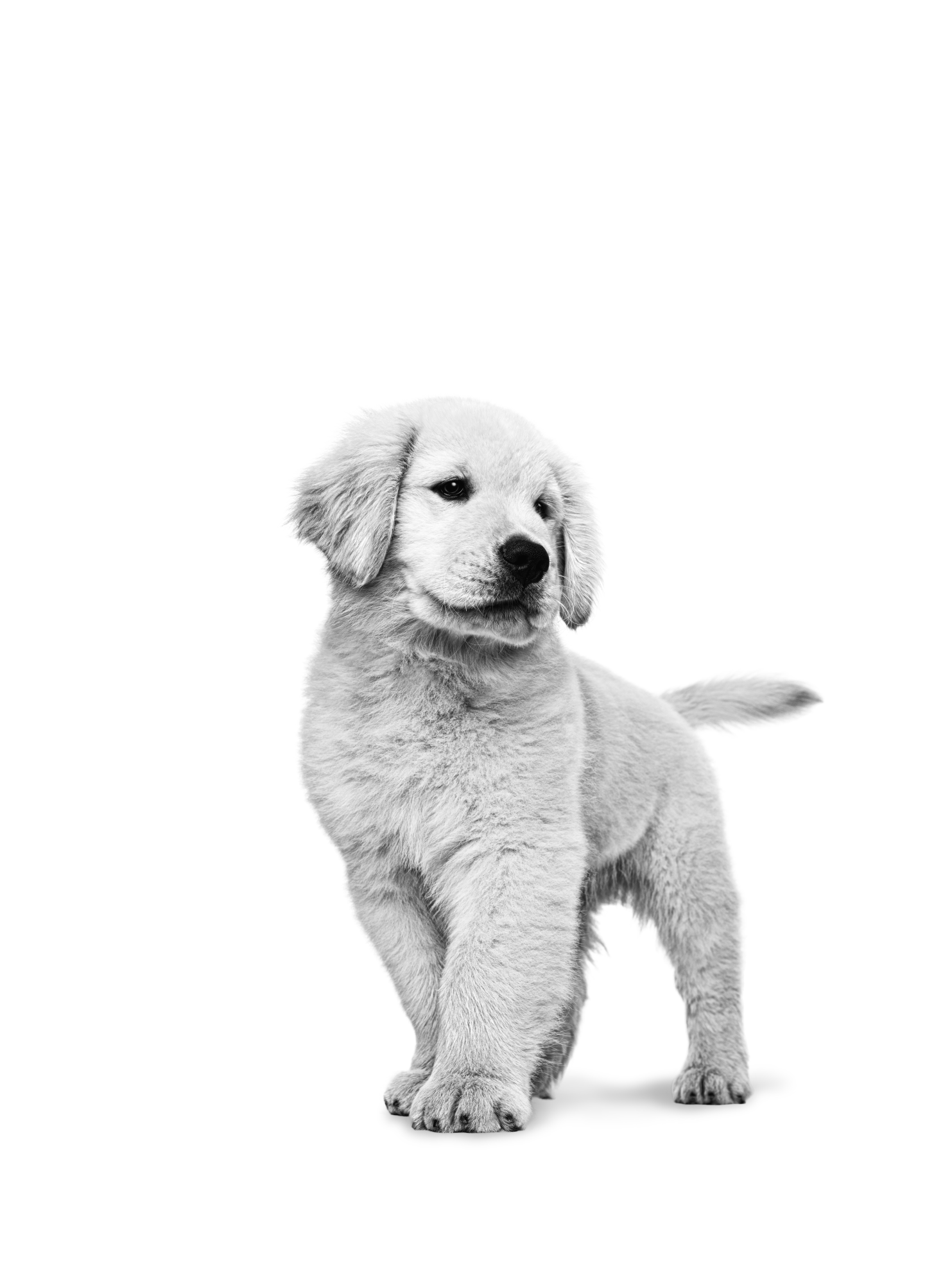 Golden Retriever puppy standing in black and white on a white background