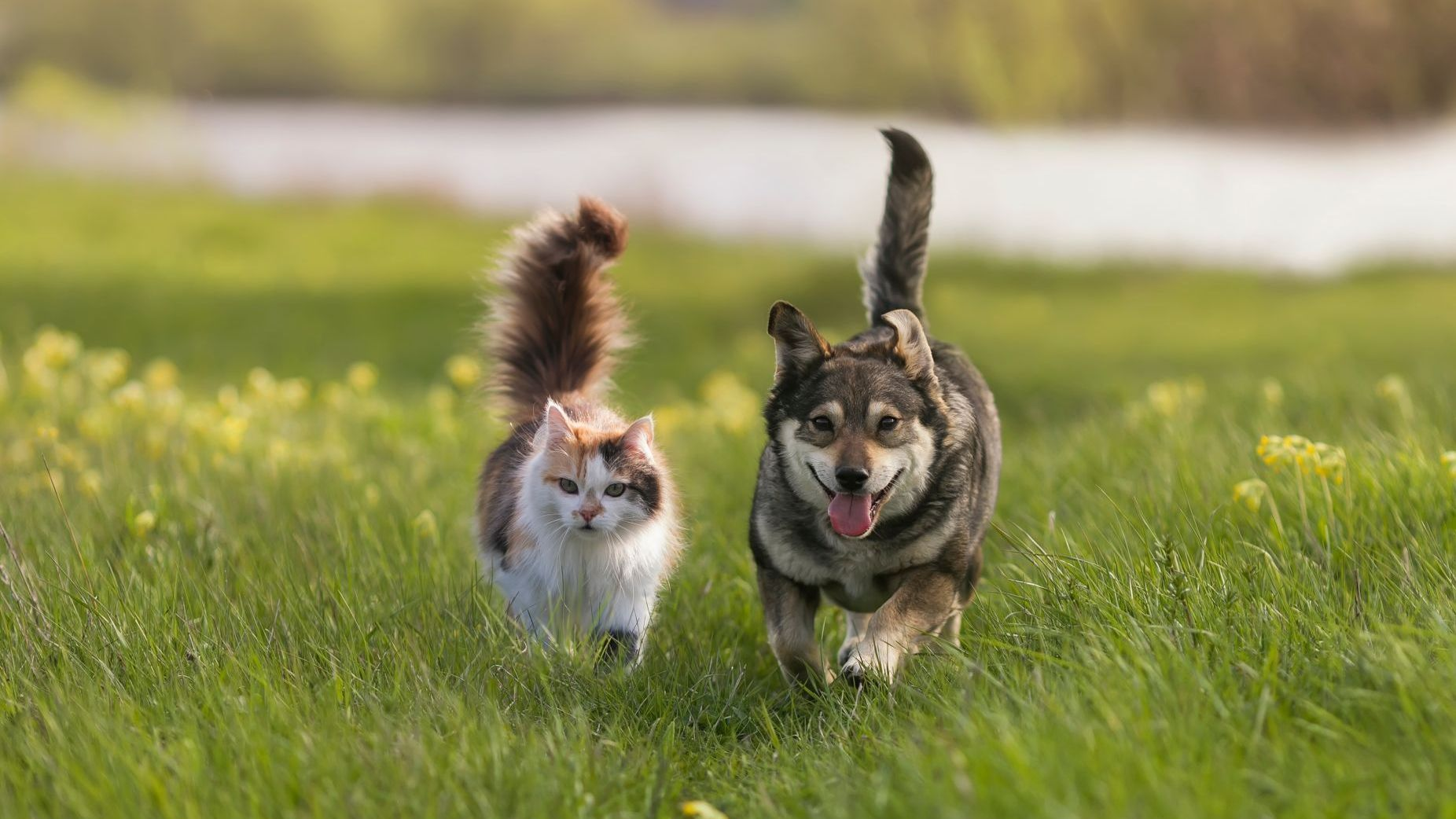Un chat et un chien joyeux se promènent dans une prairie ensoleillée