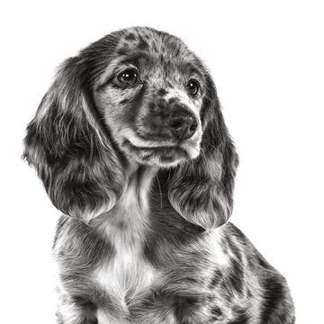 spaniel puppy