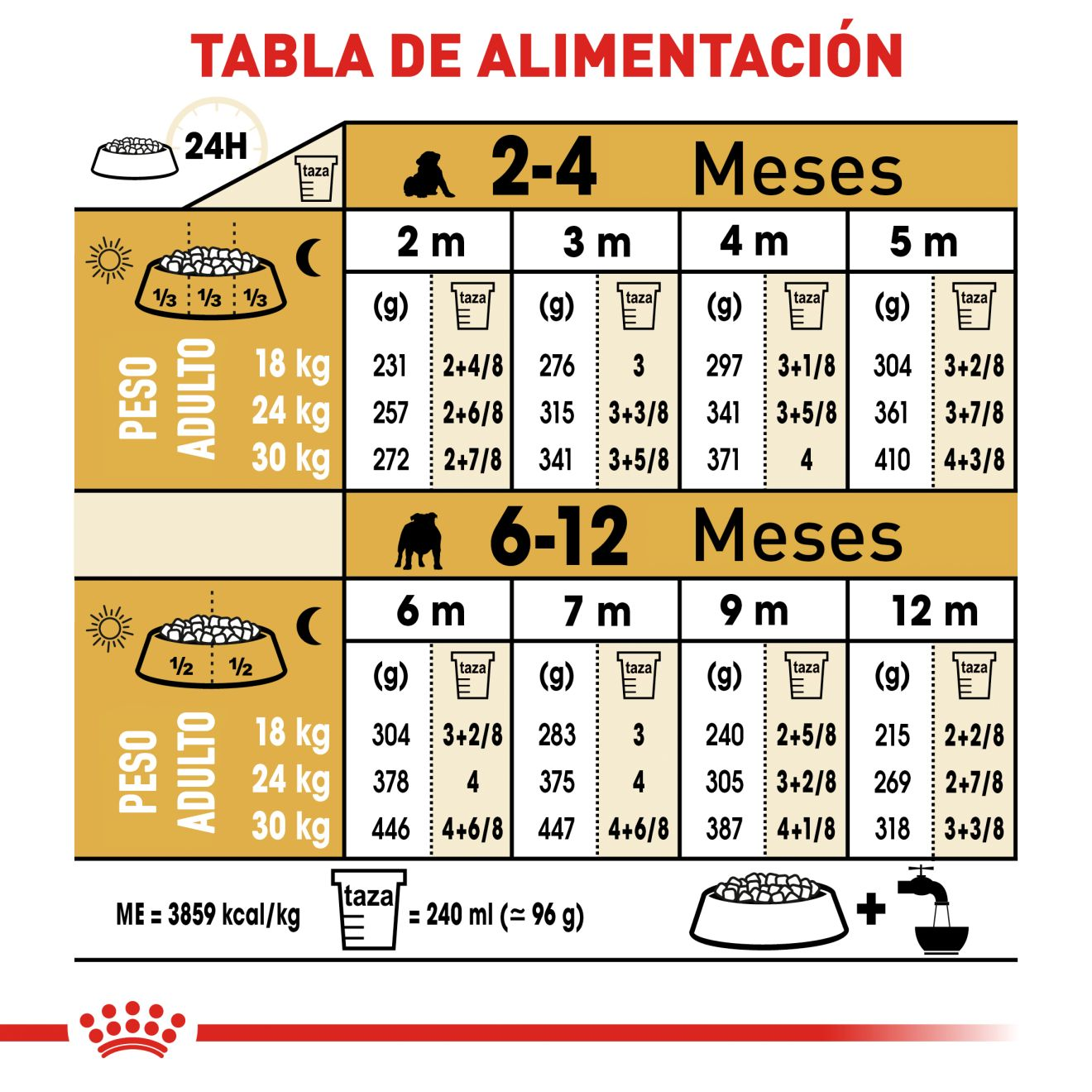 Bulldog Inglés Cachorro