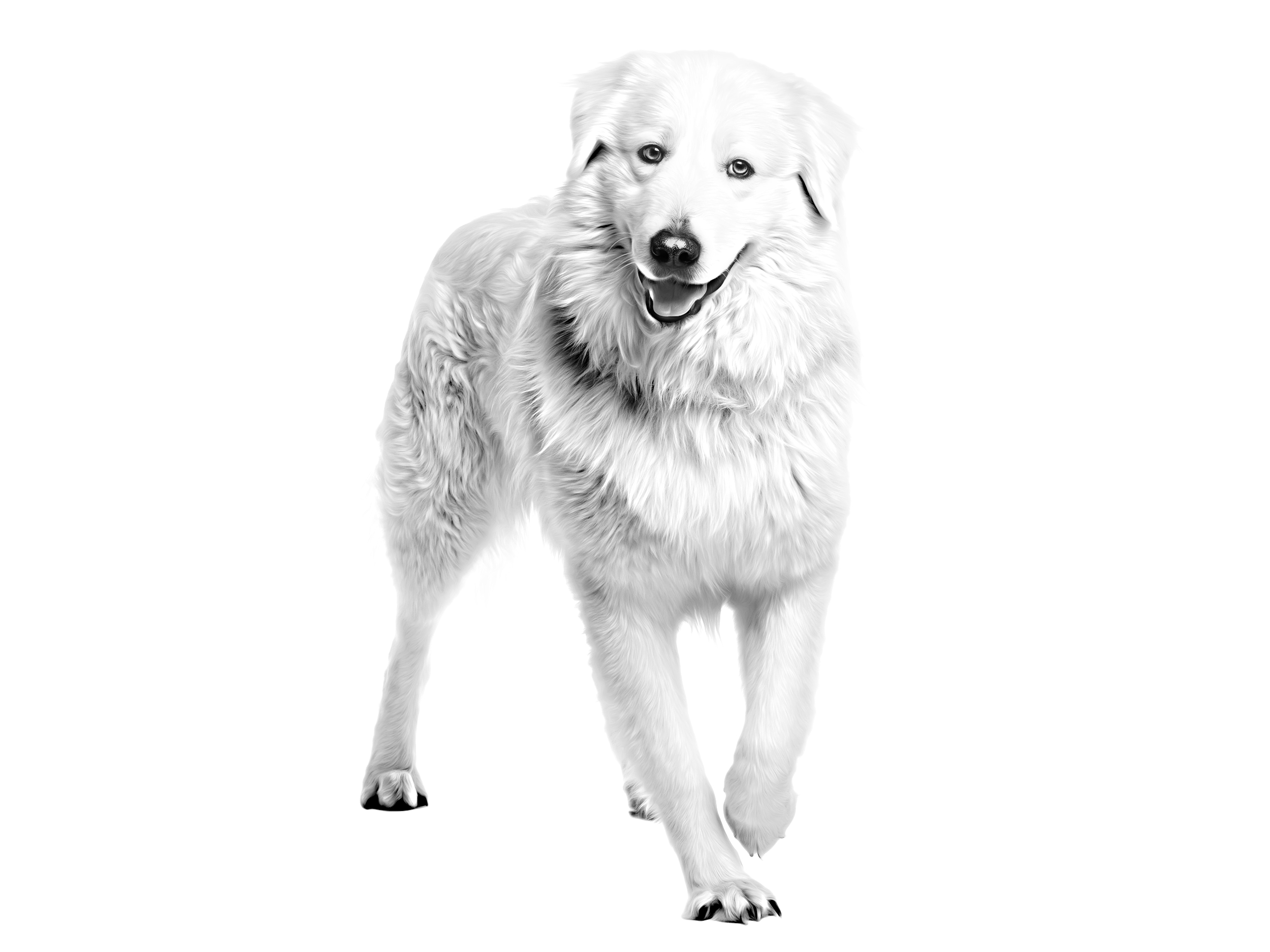 Maremma and the Abbruzes Sheepdog adult black and white