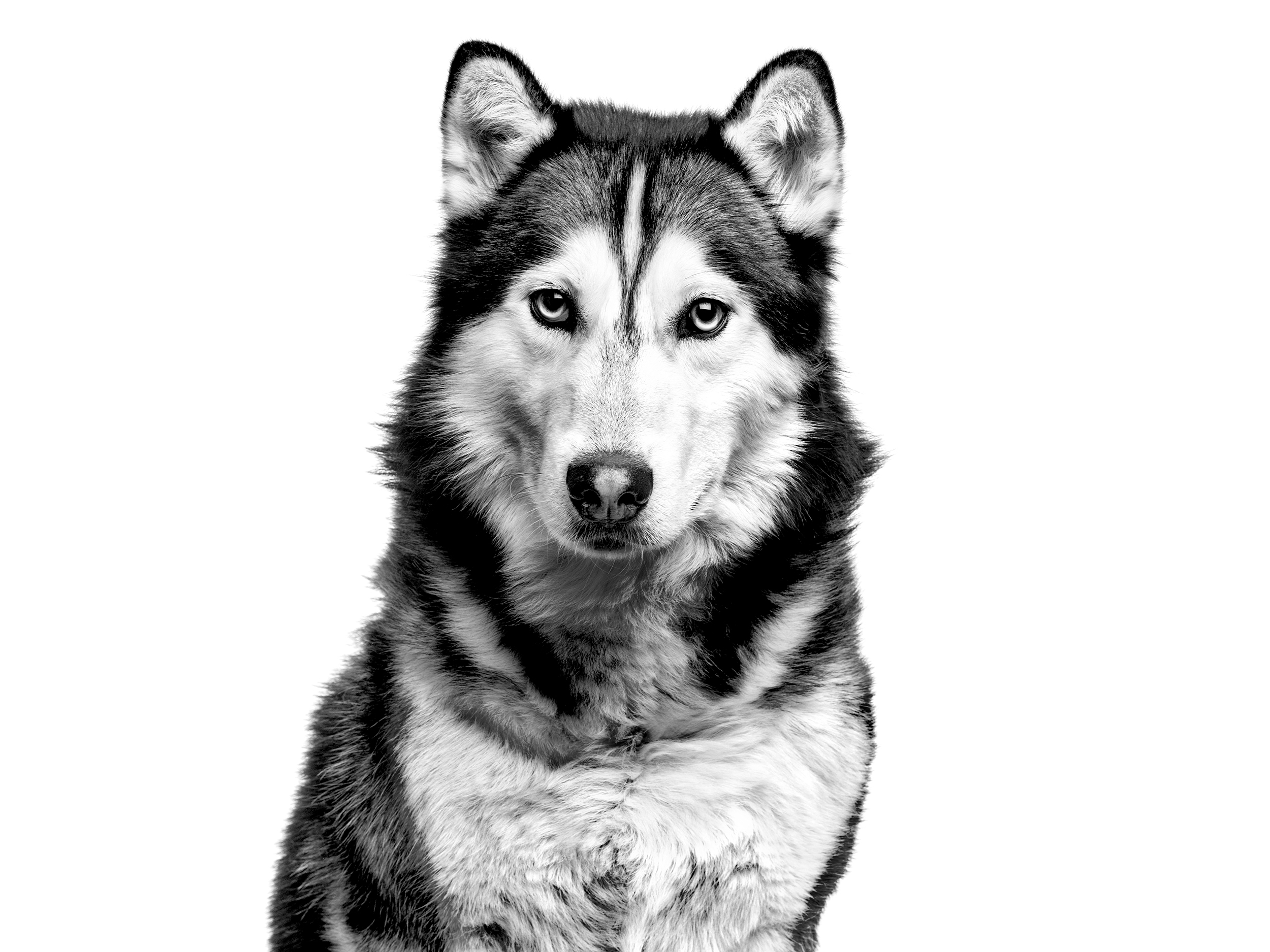 black and white Siberian Husky adult