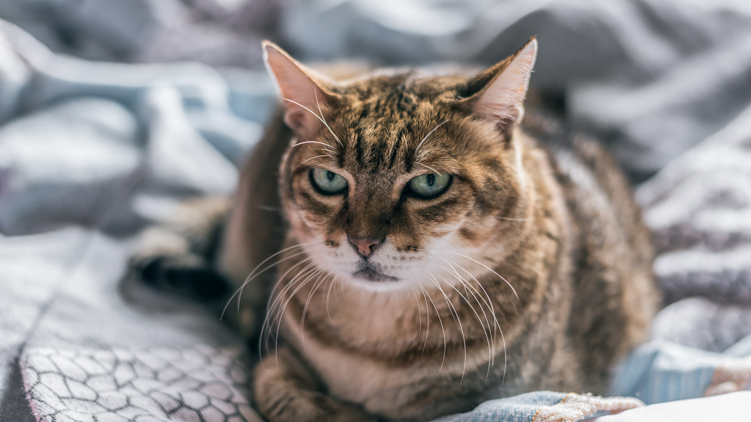 Gato de edad avanzada acostado en ambiente cerrado sobre cobertores de cama.