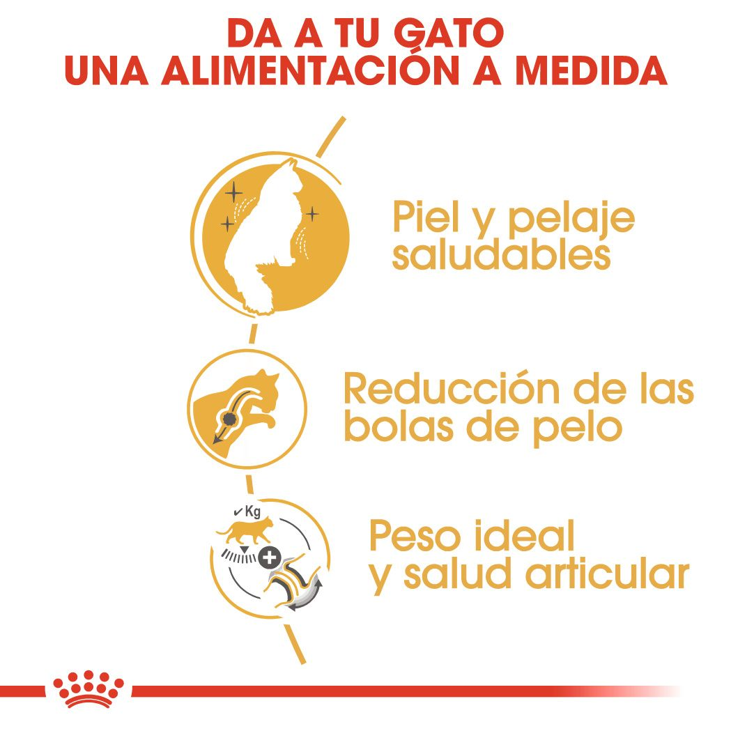 Norwegian Forest Cat Adult