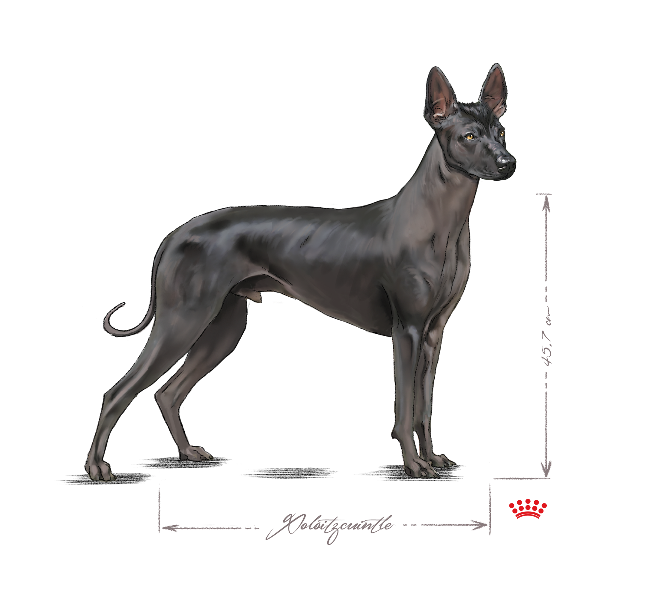 Xoloitzcuintli adult black and white