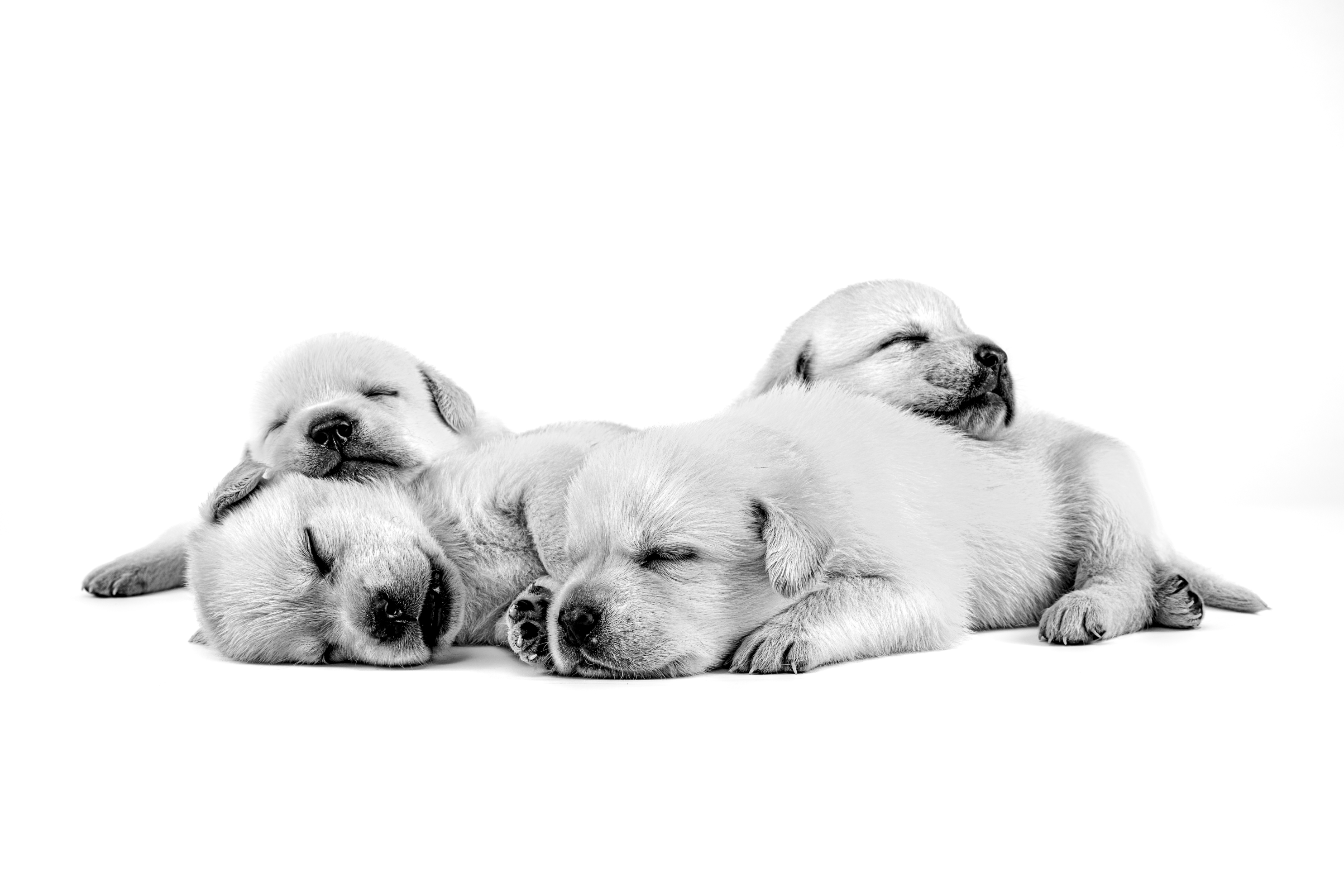 LABRADOR_PUPPY_-_EMBLEMATIC_