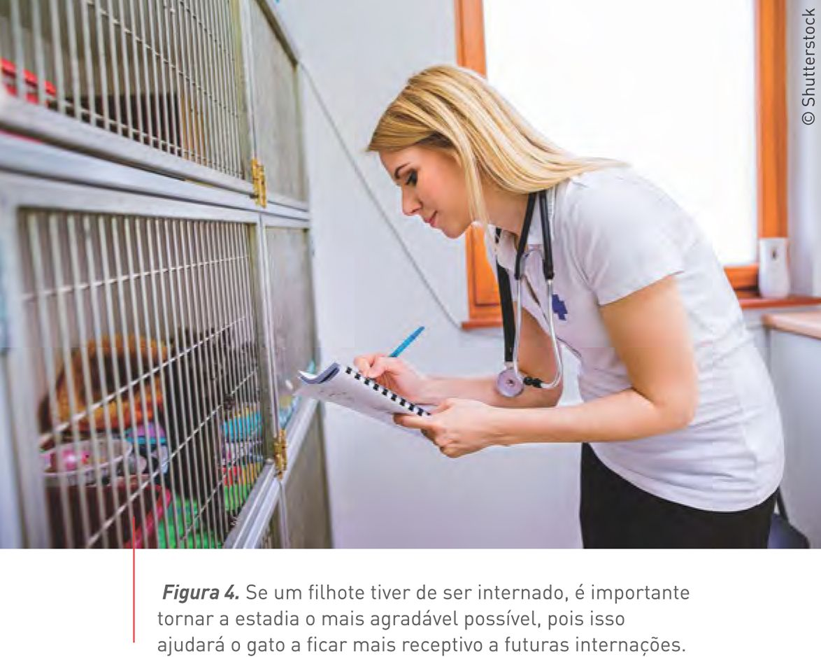 Figura 4. Se um filhote tiver de ser internado, é importante tornar a estadia o mais agradável possível, pois isso ajudará o gato a ficar mais receptivo a futuras internações. © Shutterstock