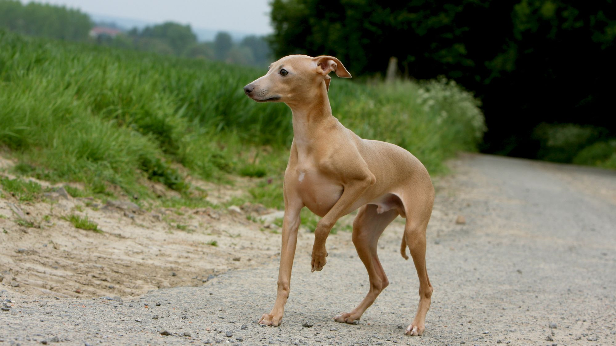 Royal canin 2025 italian greyhound