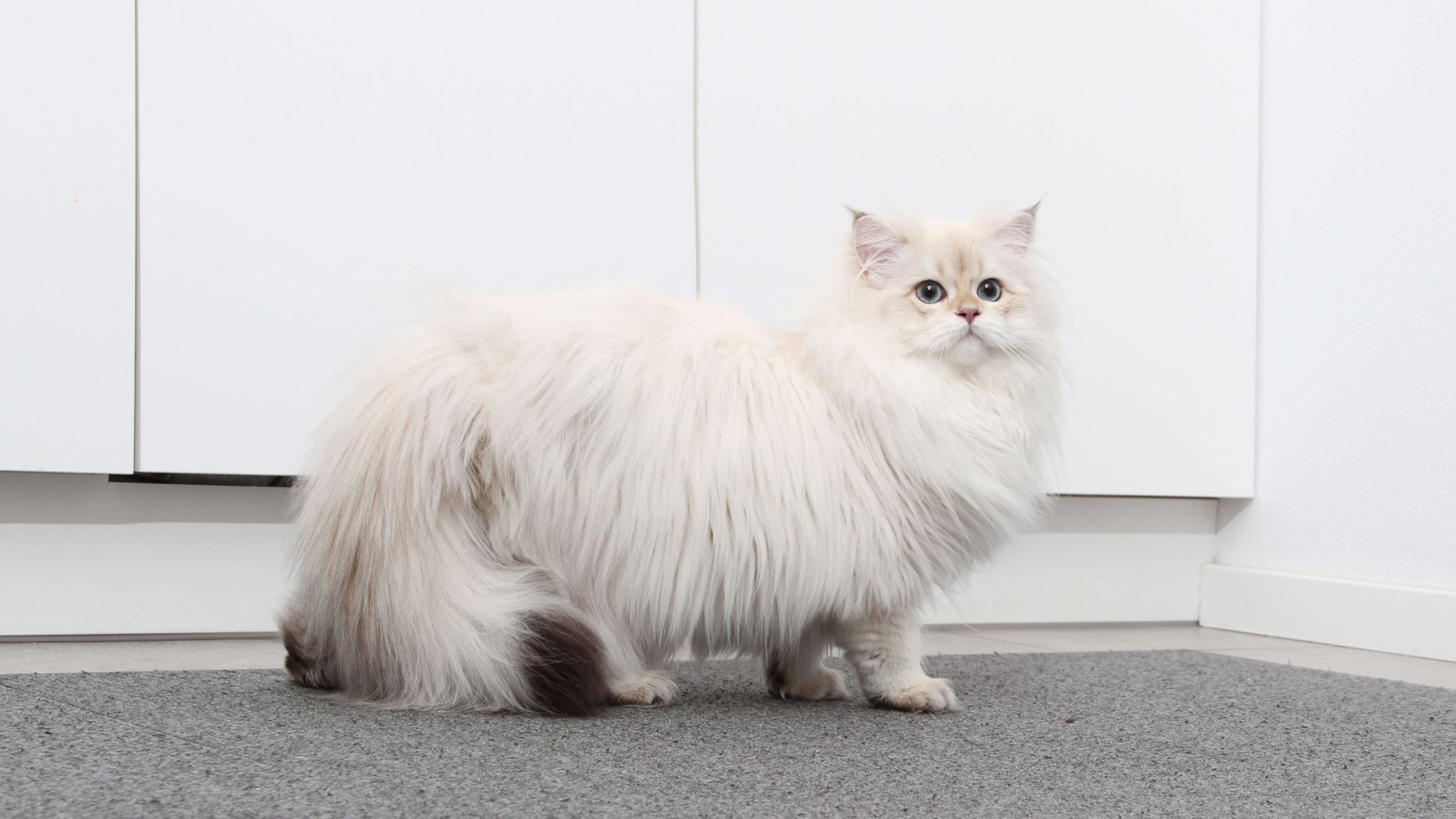 White British Longhair in a room