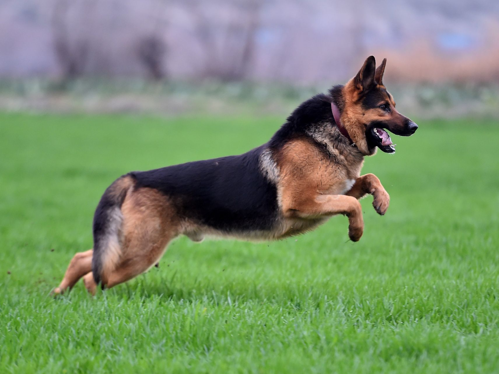 german-shepherd-dog-green-field