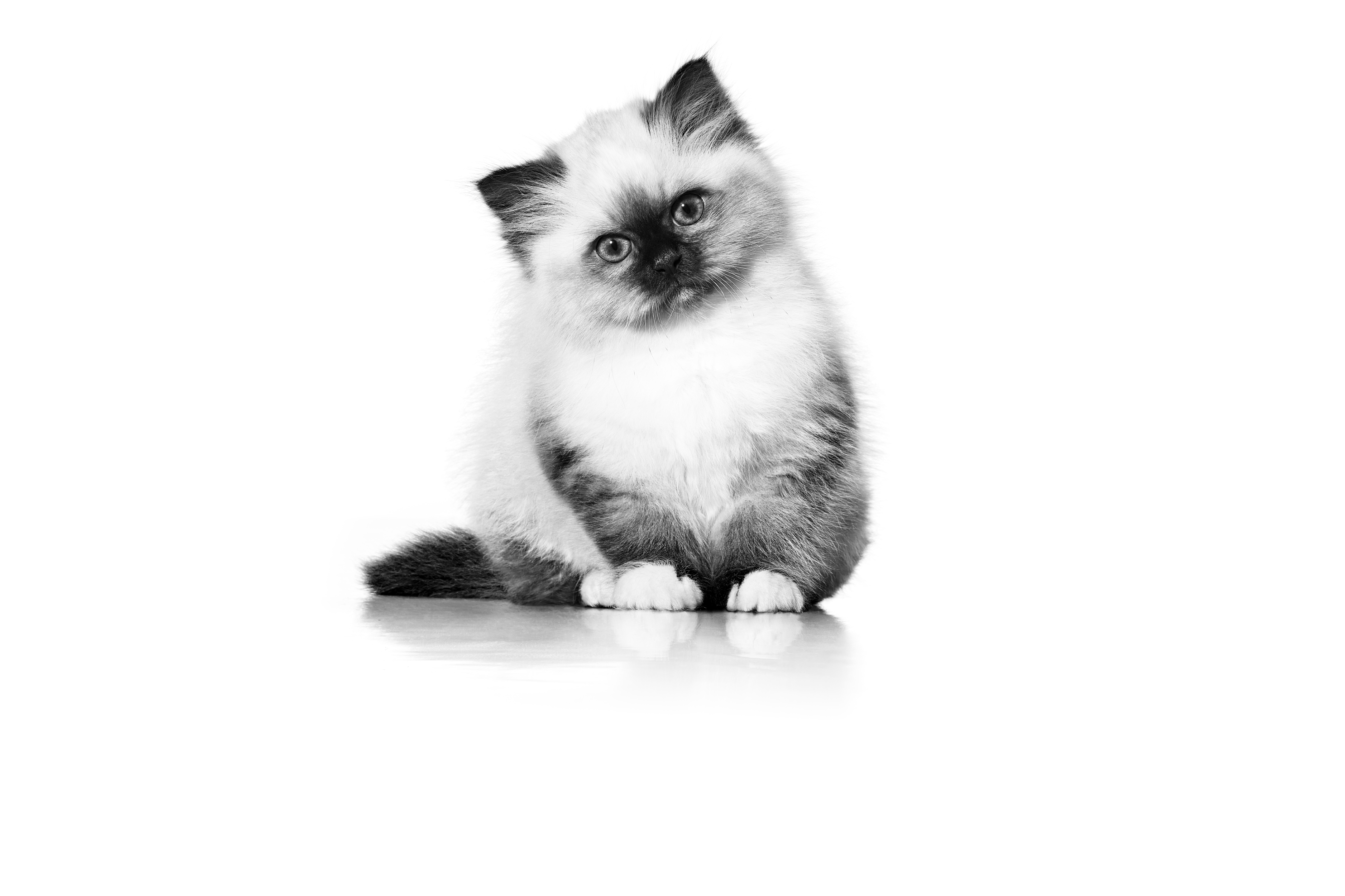  Sacred Birman kitten sitting down in black and white 