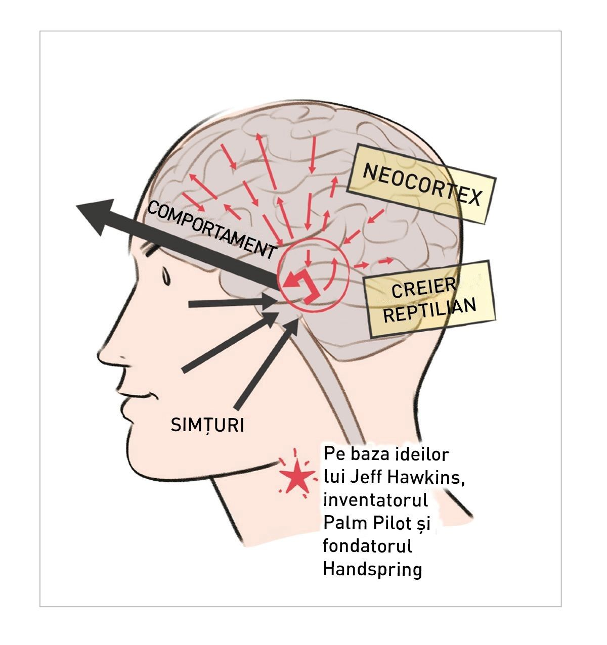 Creierul reptilian transpune direct senzațiile în comportamente, dar ne putem antrena neocortexul să preia controlul asupra situației. © Manuel Fontègne