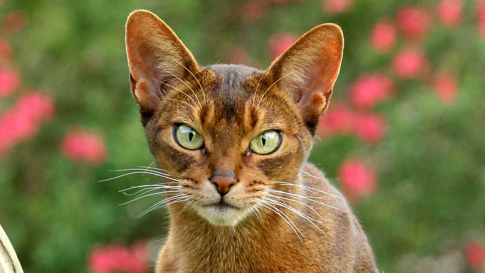 Abyssinian stood on hind legs with paw on a clay plant pot