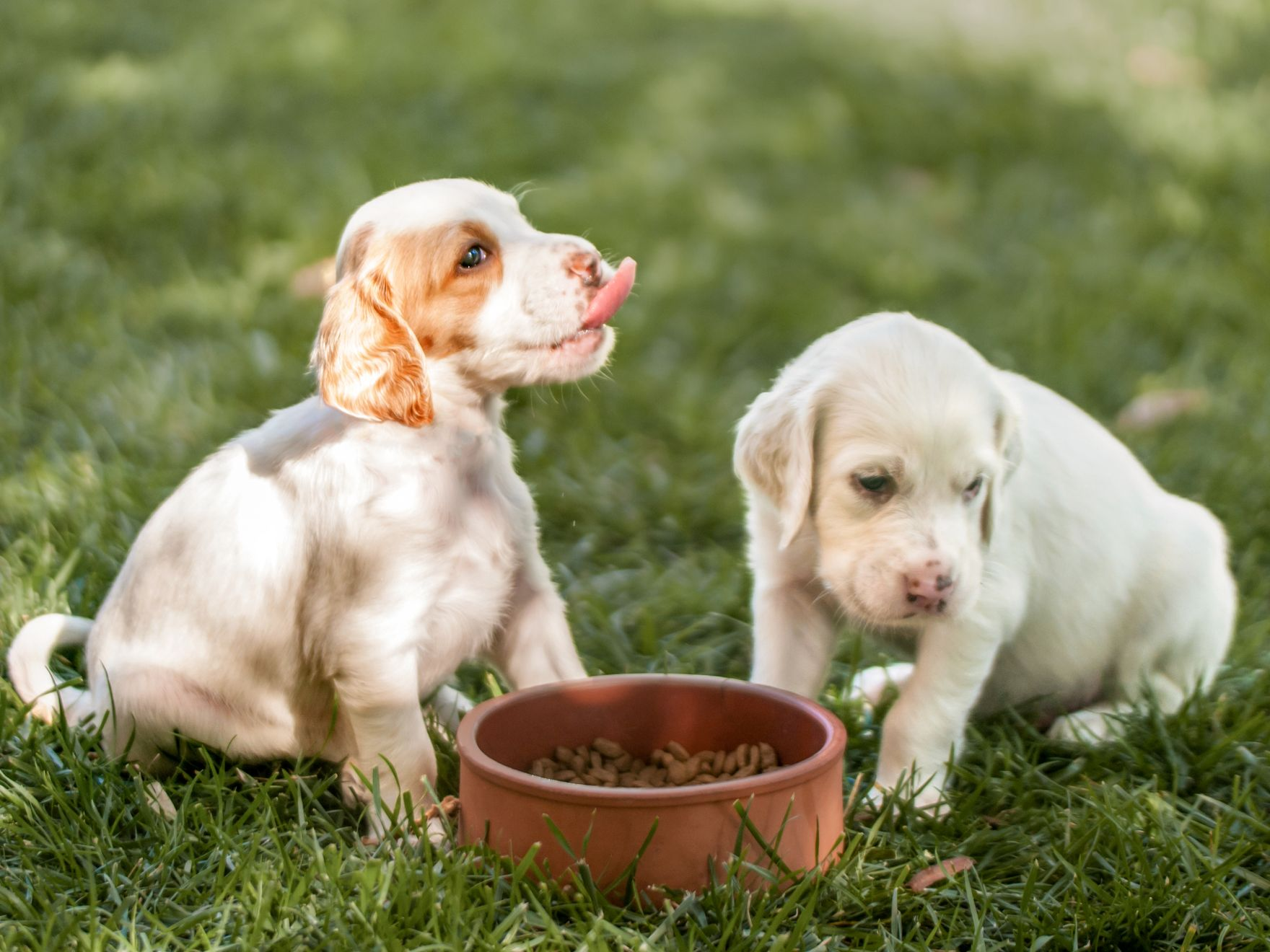 Twee puppies zitten naast een voedingsbak in het gras