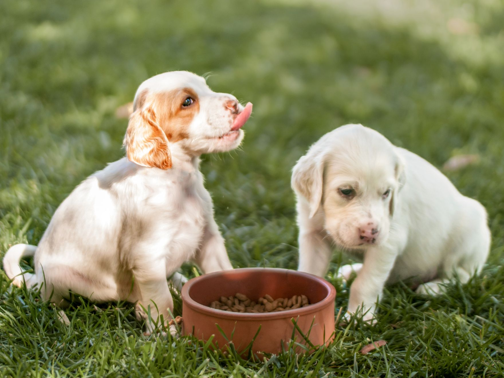 外で座ってボウルから食事をする2匹の子犬