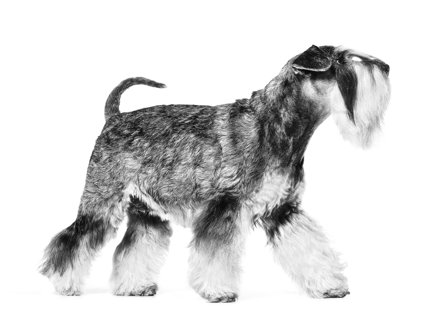 Schnauzer moyen adulte en position debout en noir et blanc sur fond blanc