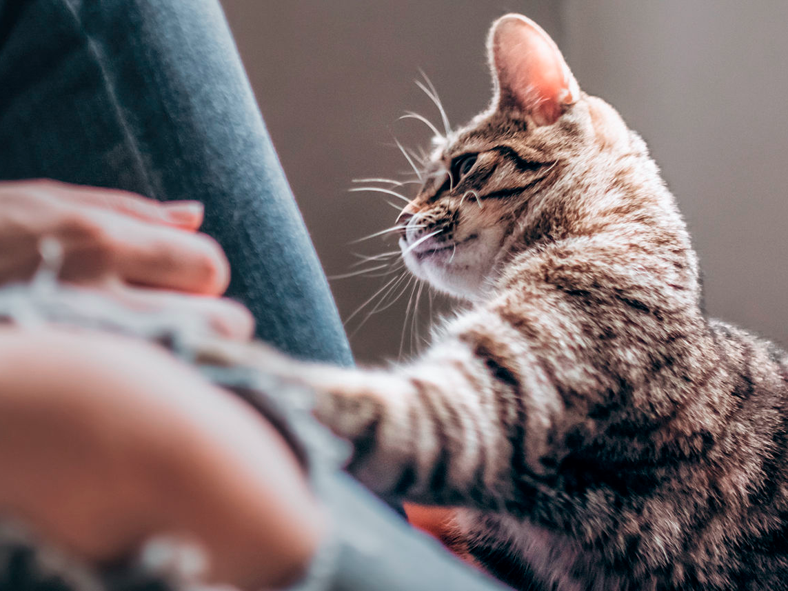 飼い主の隣に座って飼い主の手で遊ぶ子猫